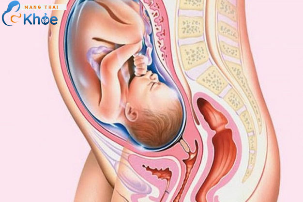 sự phát triển của thai nhi khi mang thai tuần 29
